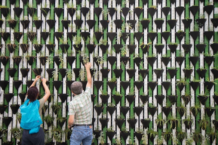Planting a green wall together